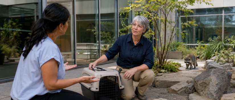 Raccoons and Customer Service